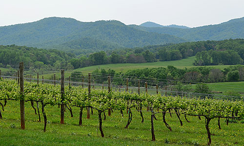 Winery in Charlottesville, Virginia