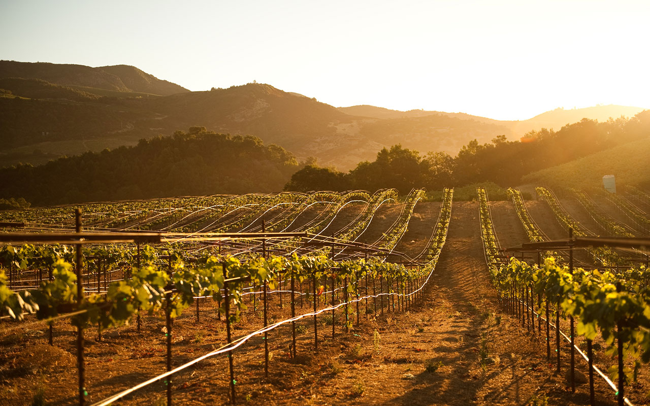 Best Wine Road Trips in the U.S.