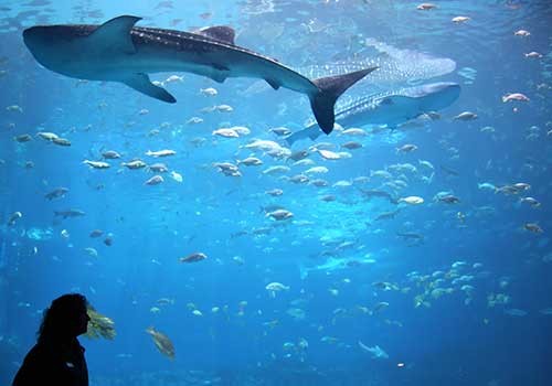 Georgia Aquarium in Atlanta