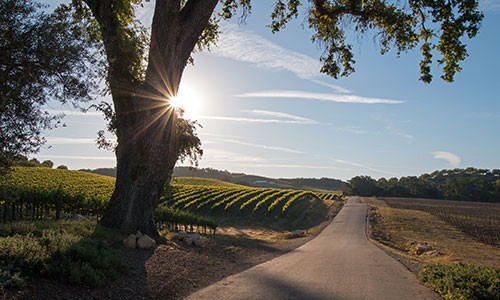 Best Wine Road Trips in the U.S.