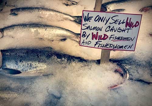 Fresh wild salmon from Puget Sound