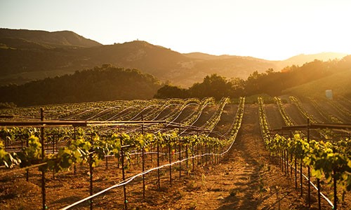 Sonoma County wine country