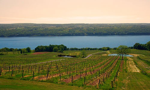 Winery in Watkins Glen, New York