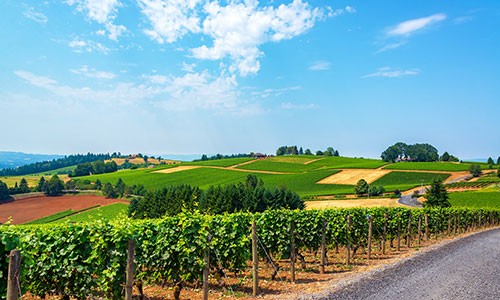 Wine tasting in Yamhill County, Oregon