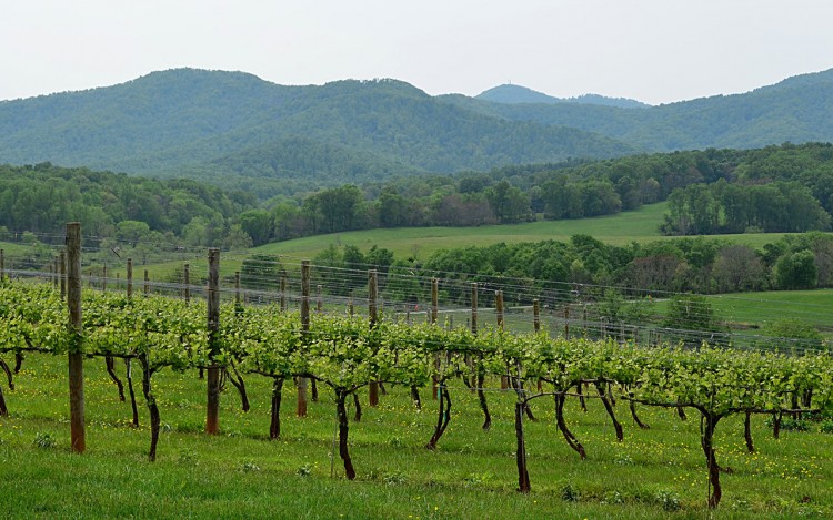 8 Best Wine Vacations - Best Summer Trips for Wine Lovers