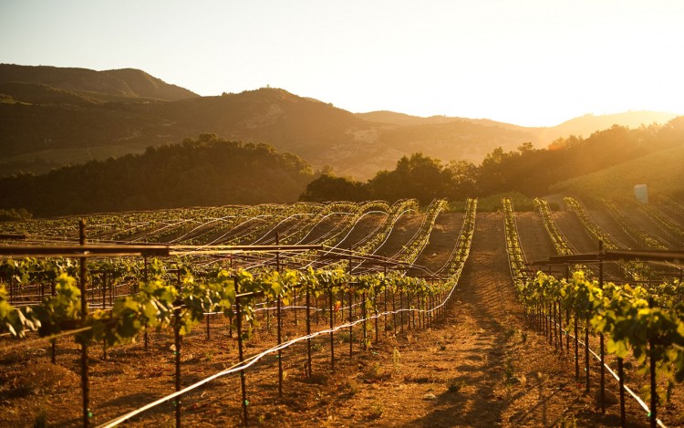 French Winemakers Are Headed for Napa Valley - Eater