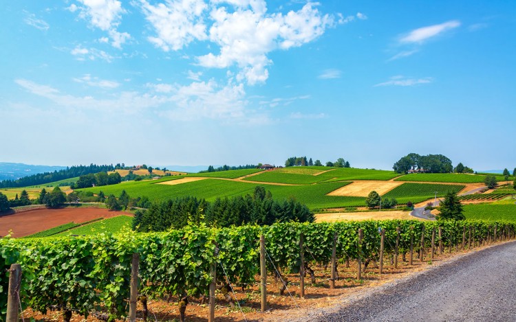 Best Wine Road Trips in the U.S.